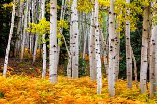 Aspen forest-1816